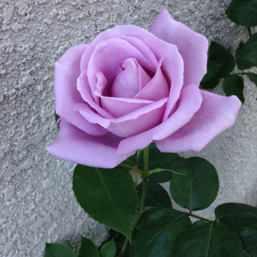 (3 Gallon) Blue Girl Hybrid Tea Rose