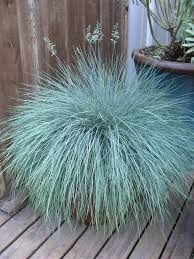 (1 Gallon) Grass: Festuca Glauca Blue Fescue - His Grass Will Rise Up Over The Wiry Blue Blades and Create An Attractive Contrast of Their Own.