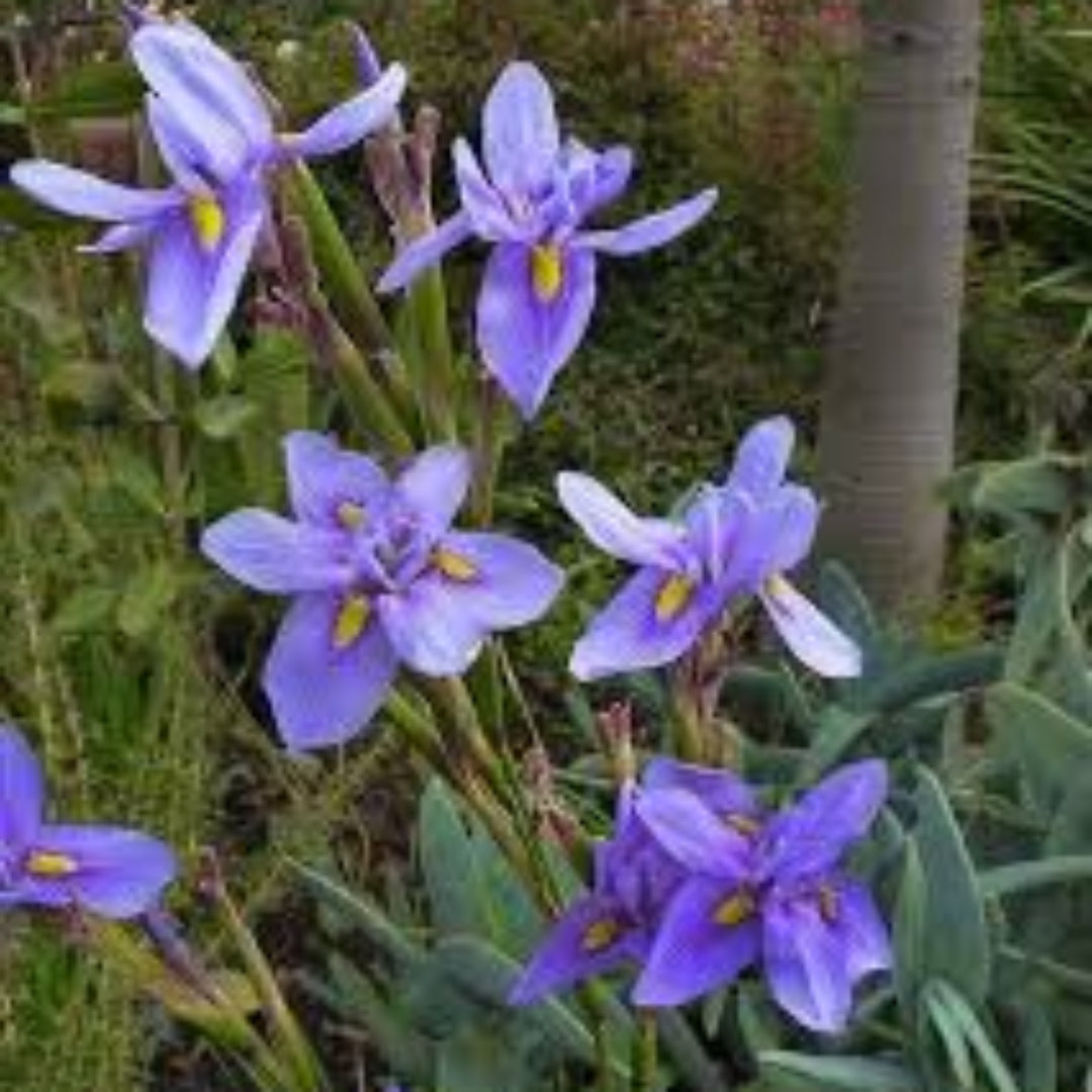 (1 Gallon) Blue Iris - a Clumping Perennial, Bright Blue Flowers, Bloom In Late Spring To Early Summer On Rigid, Upright, Branched Stalks.