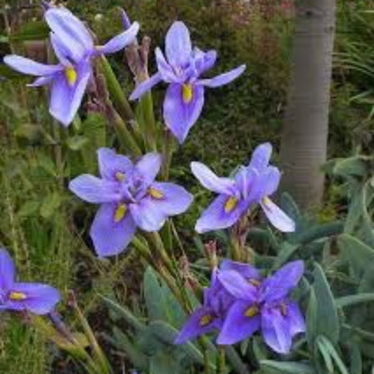(1 Gallon) Blue Iris - a Clumping Perennial, Bright Blue Flowers, Bloom In Late Spring To Early Summer On Rigid, Upright, Branched Stalks.