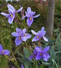 (1 Gallon) Blue Iris - a Clumping Perennial, Bright Blue Flowers, Bloom In Late Spring To Early Summer On Rigid, Upright, Branched Stalks.