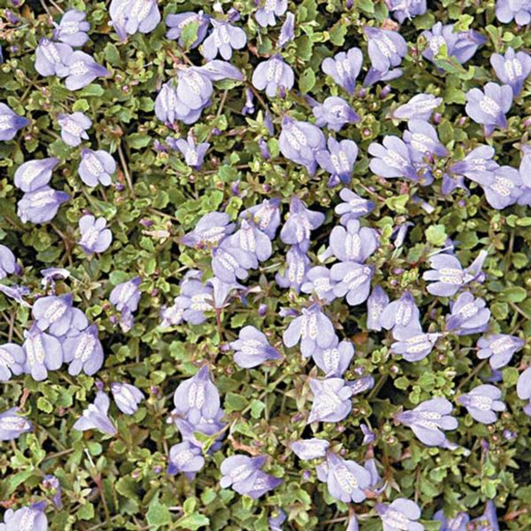Blue Mazus reptans groundcover plant close-up