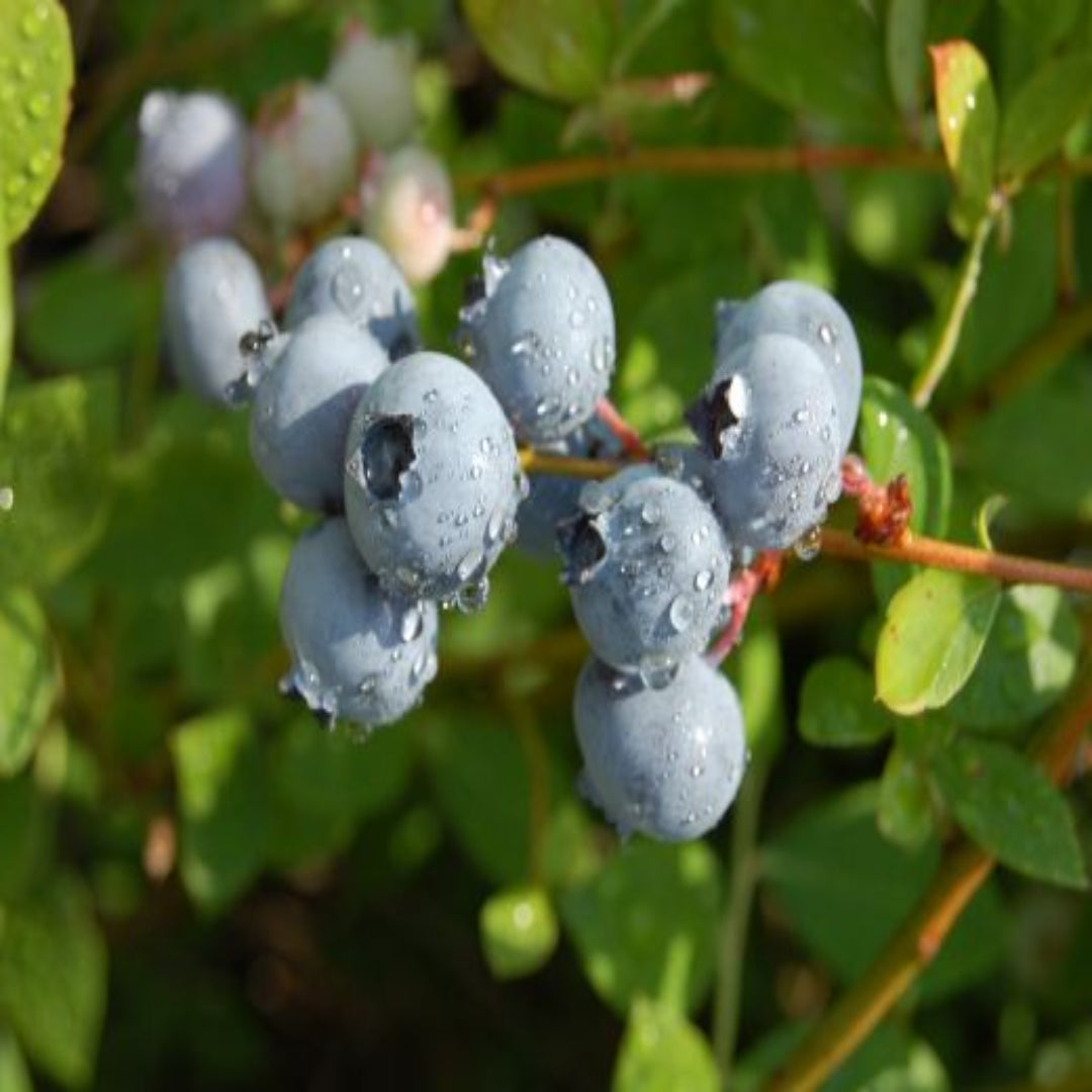 Buy Sweet Juicy Blueberries