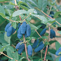 Berry Blue honeyberry plant with ripe blue berries growing on branches in a garden setting