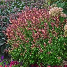 (1 Gallon) Agastache Cana-Hybrid Bolero- Compact and Long Blooming, Rose-Purple Flower Spikes Rise Above Bronzy-Green, Fragrant Foliage.