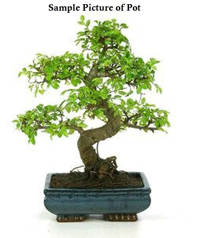(Ceramic Pot) Bonsai, Ficus Retusa (Live Plant)