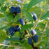 Borealis Honeyberry