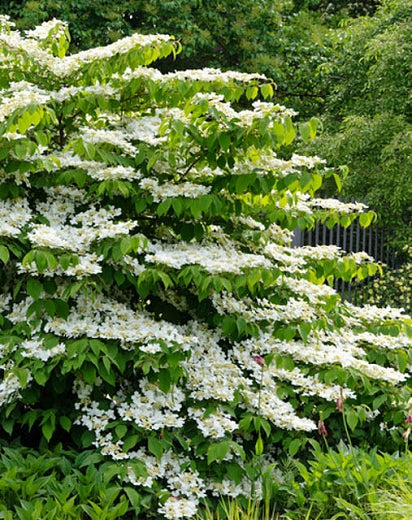 Shasta Viburnum