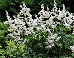 Astilbe Bridal Veil is The Classic White Astilbe Producing Large Drooping, Lacy Panicles In Early Summer Over Deep Green Foliage.