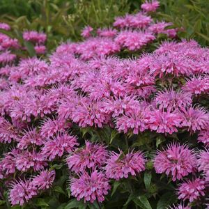 (1 Gallon) Monarda Sugar Buzz 'Blue Moon'Bee Balm Ppaf - It'S Covered In Lavender-Blue Blossoms From Mid- To Late Summer In Tartly Fragrant Foliage.