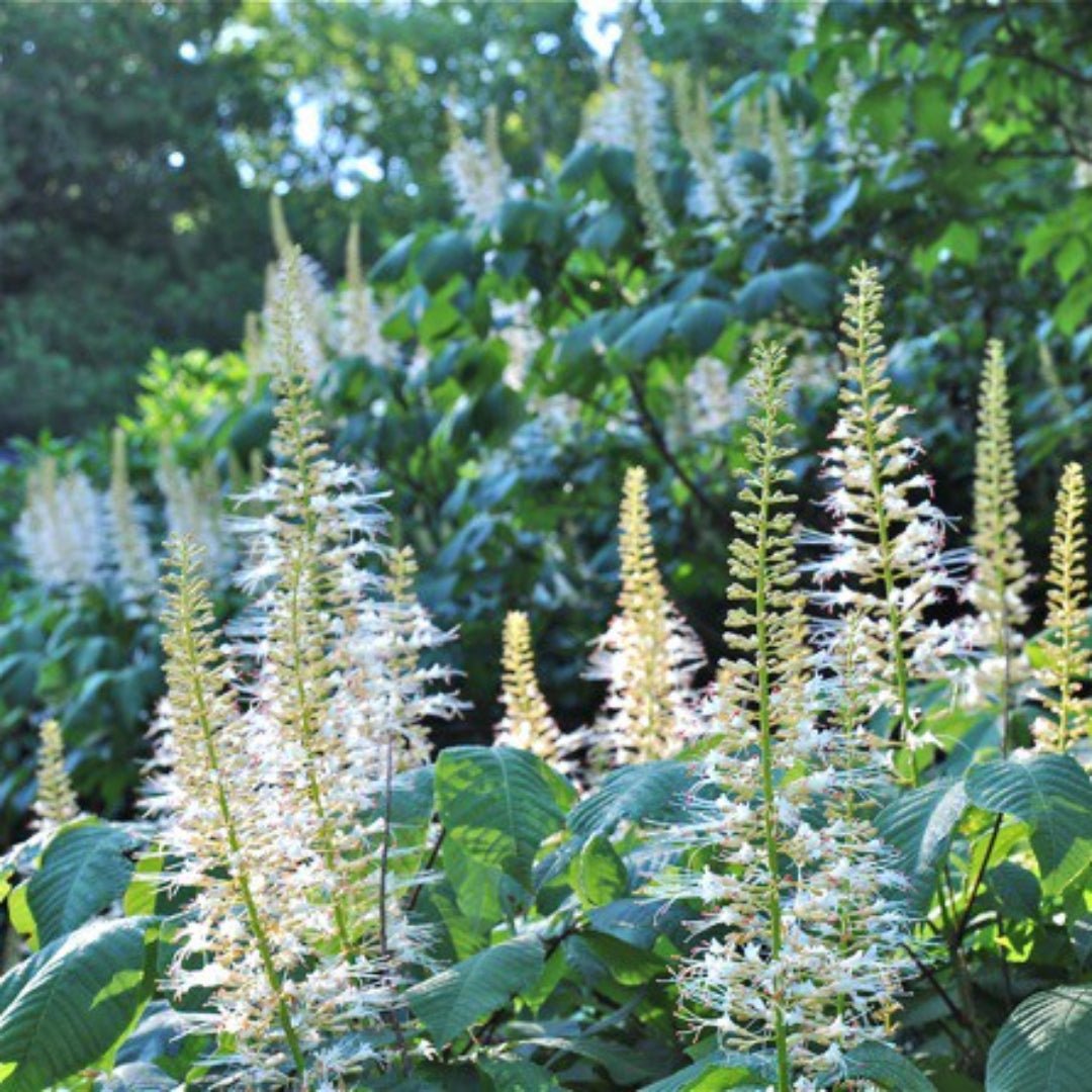 (2 Gallon)White Buckeye (Bottlebrush Buckeye)-Native Tree-Creamy White To Light Yellow Panicles of Flowers
