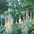 (2 Gallon)White Buckeye (Bottlebrush Buckeye)-Native Tree-Creamy White To Light Yellow Panicles of Flowers