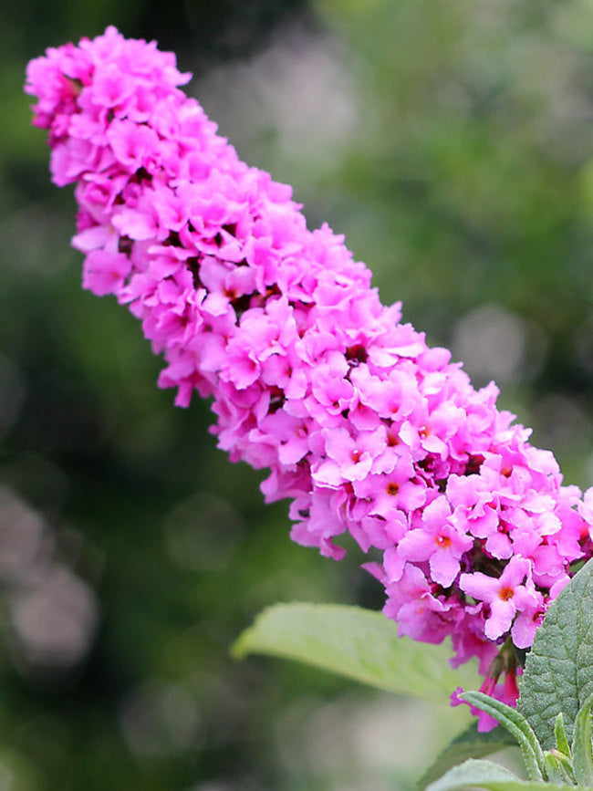 Buddleia 'Pink Micro Chip' Lo & Behold