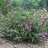 Buddleia (Butterfly Bush), Cranrazz Cranberry Red Flowers Bloom From Spring To Mid-Fall On Well-Branched Plants