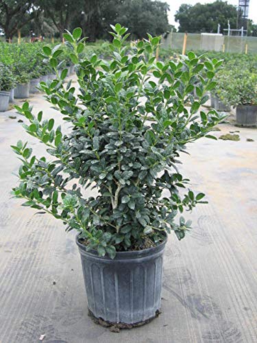 Dwarf Burford Holly: Dark Green Folliage, Makes a Lovely Green Foundation Plant That Reaches The Proportions of a Small Tree Over Time