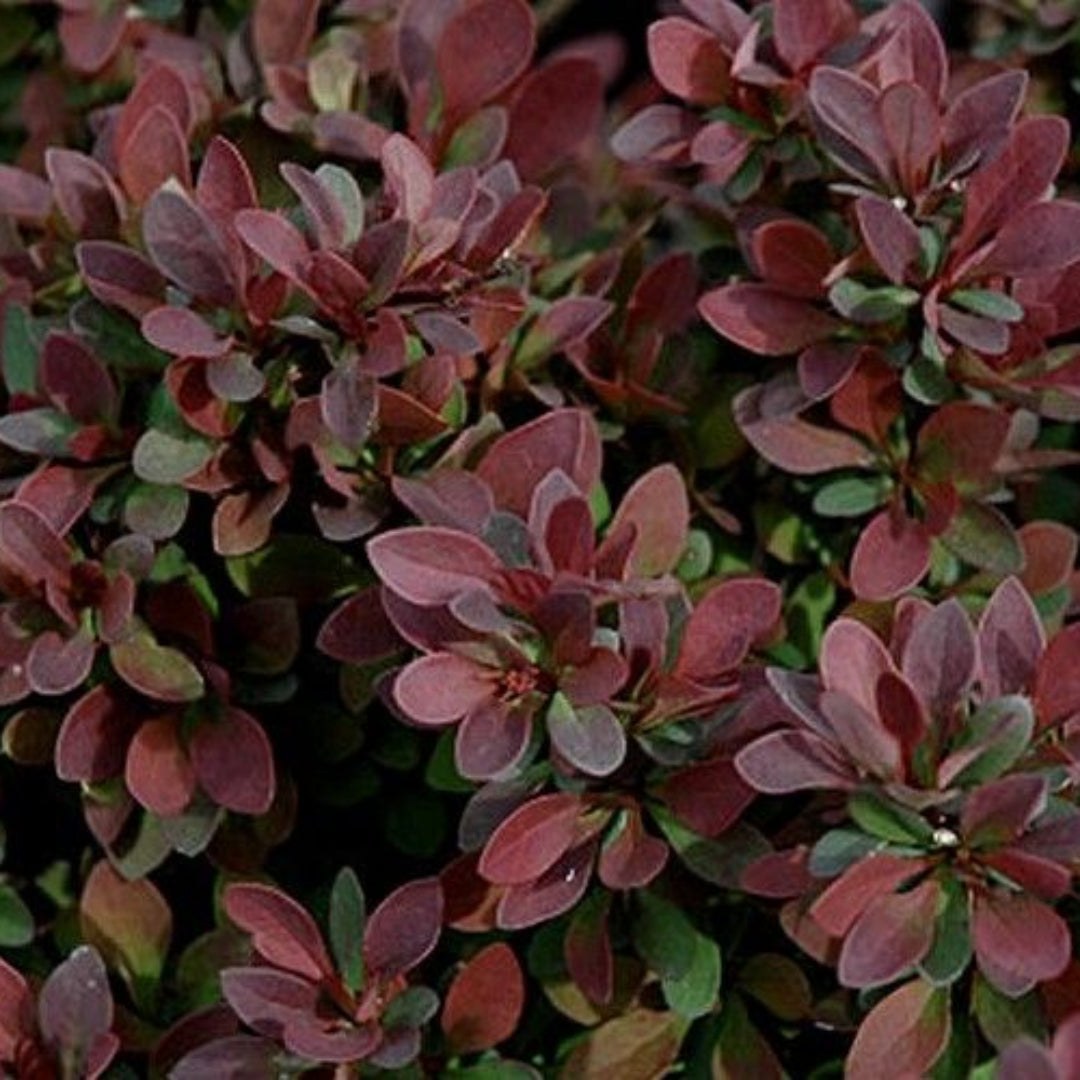 (3 Gallon) Royal Burgundy Barberry- Beautiful Broad-Rounded, Shrub with Obovate Green Leaves