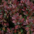 (3 Gallon) Royal Burgundy Barberry- Beautiful Broad-Rounded, Shrub with Obovate Green Leaves
