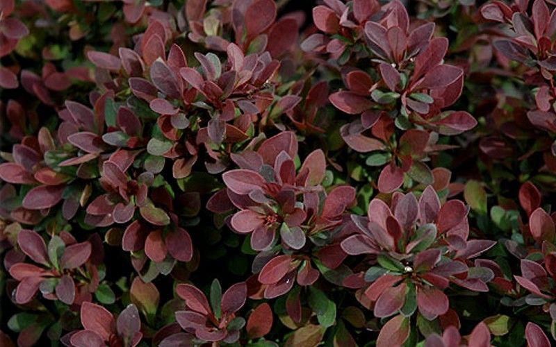 (3 Gallon) Royal Burgundy Barberry- Beautiful Broad-Rounded, Shrub with Obovate Green Leaves