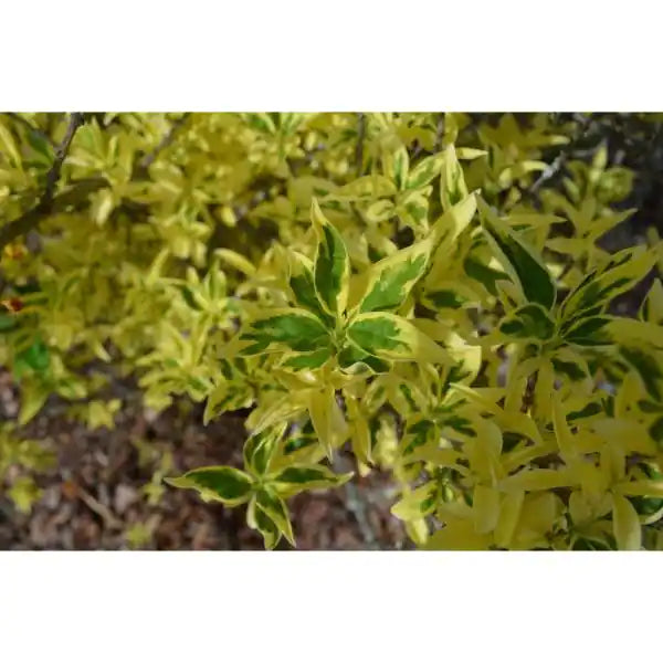 Believe It or Not Forsythia