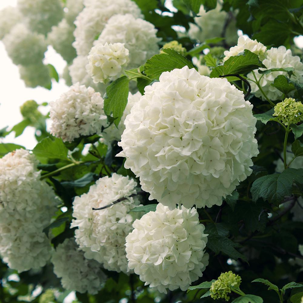 Chinese Snowball' Viburnum, Spectacular, Softball-Size White Blooms