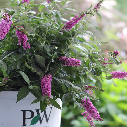 (1 Gallon) Butterfly Bush Lo & Behold 'Pink Micro Chip' - Charming Miniature Pink Flower Clusters