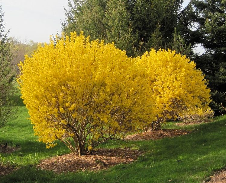Forsythia "Lynwood Gold" Beautiful, Vibrant Yellow Blooms Late Winter To Spring, Attractive Purple Tinge To Fall Leaves. Cold Hardy Variety.