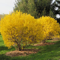 Lynwood Gold Forsythia shrub with bright yellow spring flowers in full bloom