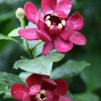 Calycanthus Aphrodite sweetshrub with large red fragrant flowers