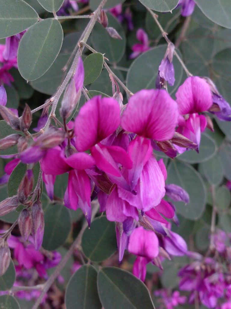 (1 Gallon) Lespedeza 'Pink Cascade', Shades of Light Pale Lavender and Pink To Rosy Pink, Gorgeous Flowers, Controls Soil Erosion, Rapid Grower
