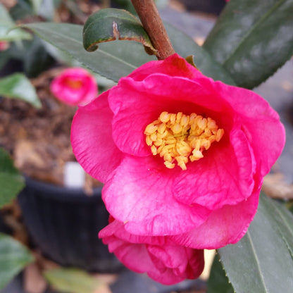 Camellia Crimson Candles-Small Bright Rose-Red Blooms