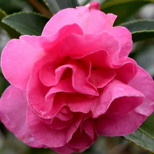Brandys Temper Camellia-Gorgeous, fuchsia-pink double blooms