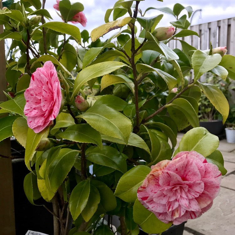 Camellia Kickoff-Gorgeous Dark Pink, Large Bloom