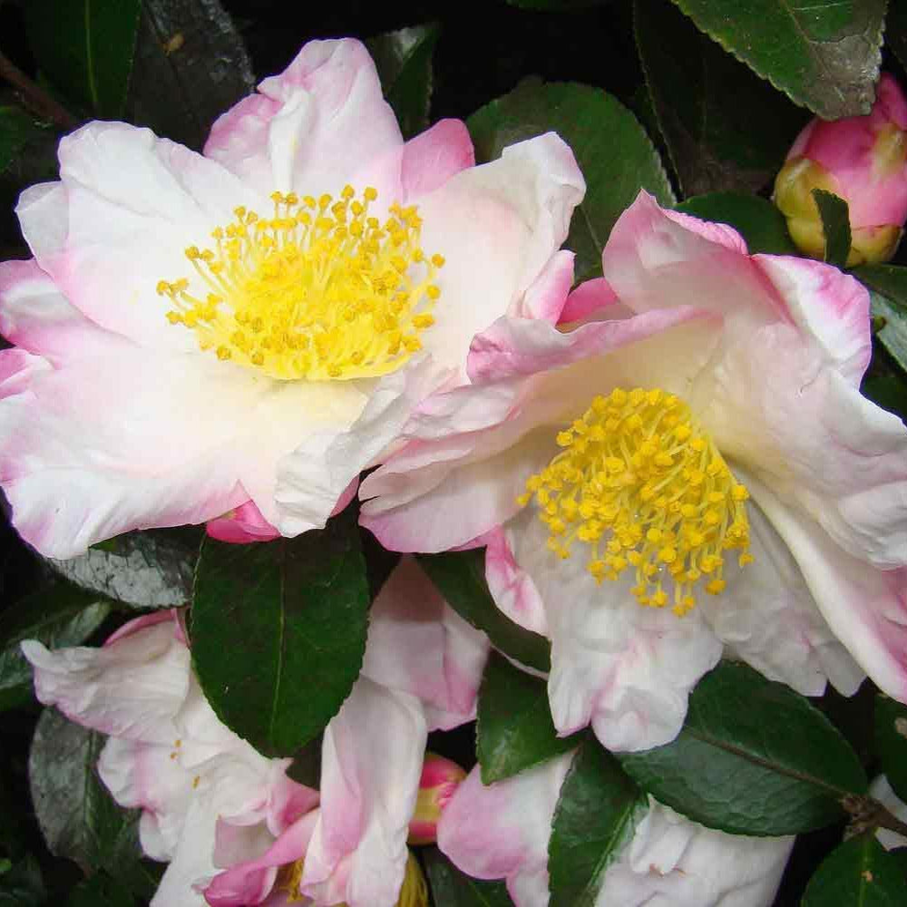 Apple Blossom Camellia-Pretty Pink-Edged White Blooms