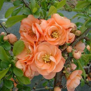 Cameo Flowering Quince Unique and Gorgeous Soft Peach Pink Flowers.Attractive Shrub. One of The Earliest Spring Blooms