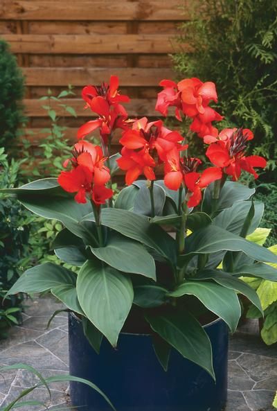 (1 Gallon) Canna 'Tenerife' Canna Lily. Yellow Blooms with Red Flecks, Medium Green Foliage.