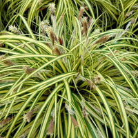 Carex oshimensis Evergold variegated sedge grass