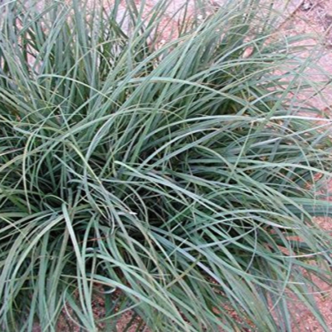 Carex Flacca (A.K.A Glauca), Blue-Green To Blue-Gray Foliage