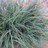 Carex Flacca (A.K.A Glauca), Blue-Green To Blue-Gray Foliage