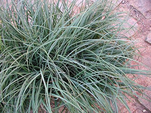 Carex Flacca (A.K.A Glauca), Blue-Green To Blue-Gray Foliage