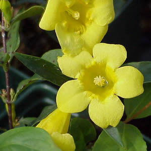 Carolina Jasmine 'Gelsemium Sempervirens' Yellow Trumpet Shaped Showy Fragrant Flowers
