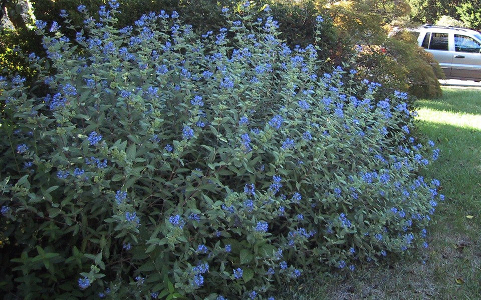 (1 Gallon) Longwood Blue Caryopteris - Gorgeous Blue Green, Grey / Silver Blooms