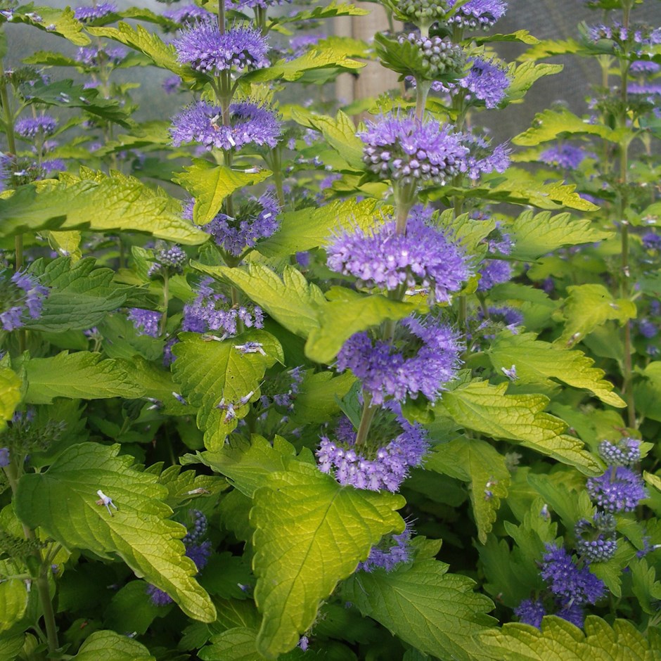 (1 Gallon) Caryopteris Hint of Gold - Gorgeous White Blooms and Glossy, Green Leaves. Very Fragrant.