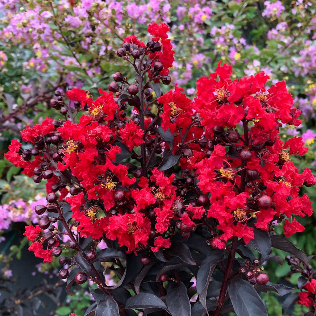 Center Stage Red Crape Myrtle