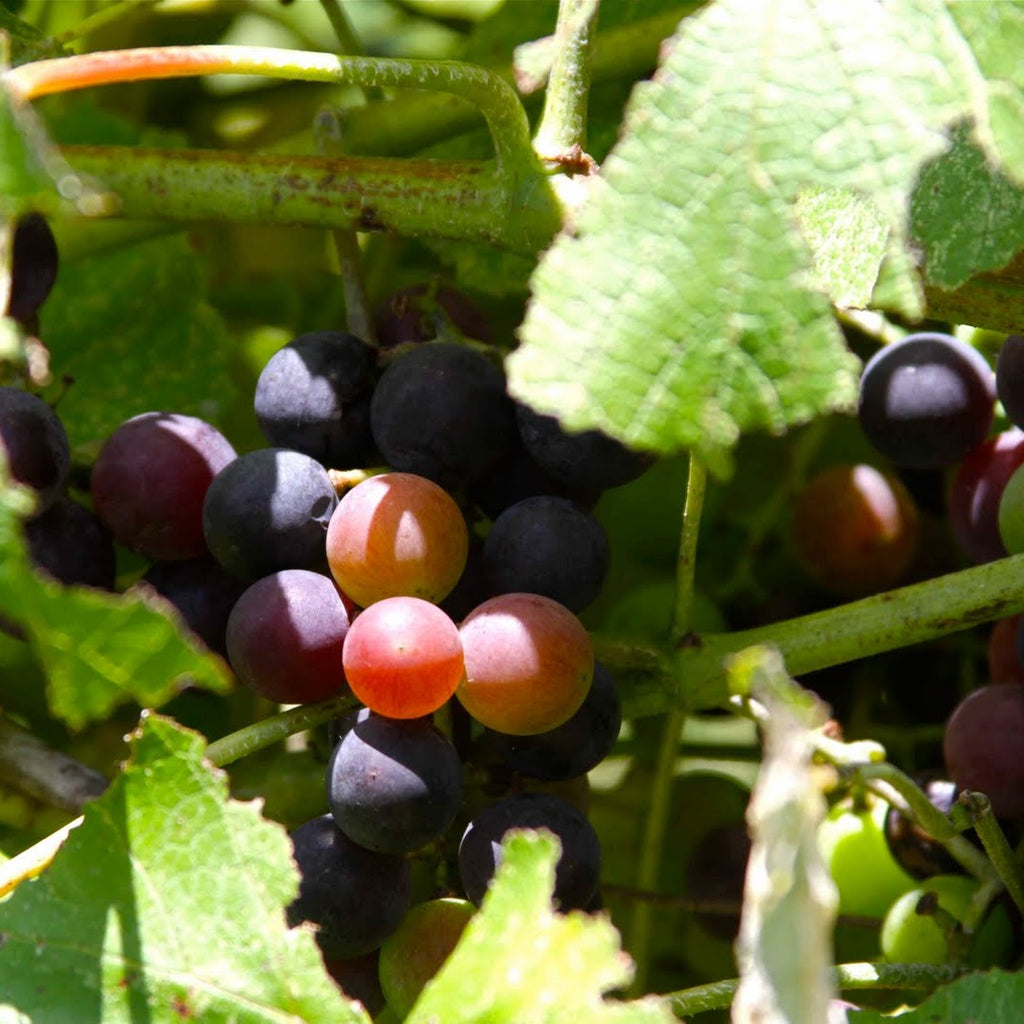 Jumbo Muscadine Grape Vine