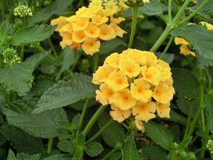 (1 Gallon) Lantana X 'New Gold'. Lantana. Bright, Deep Yellow Flowers Bloom May To October