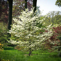 White flowering branches of Super Cherokee Princess Dogwood