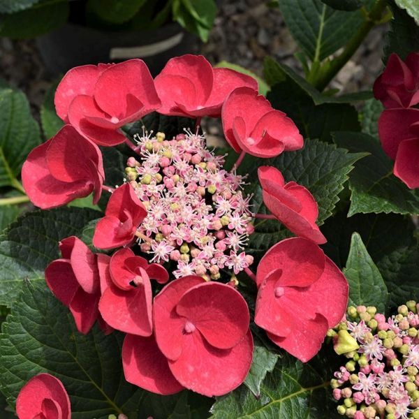 Cherry Explosion Hydrangea