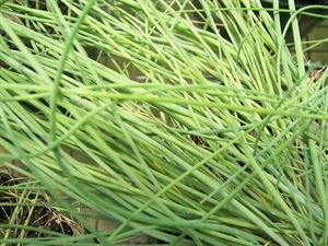 (10 Count Flat - 4' Pots) Chives Herb Plant: (Edible) Slender Dark Green Leaves and Lavender Globes of Flowers In June.