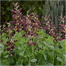 Baptisia Decadence Dutch Chocolate