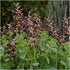 (1 Gallon) Baptisia Decadence® Dutch Chocolate Pp23872 False Indigo
